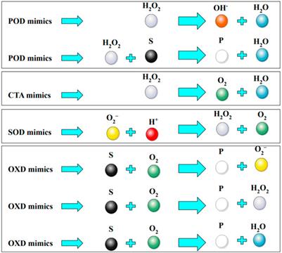 The application of peroxidase mimetic nanozymes in cancer diagnosis and therapy